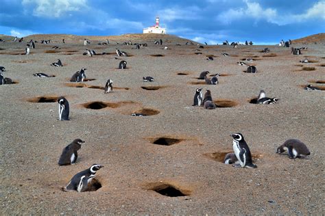 Penguin Colony at Penguin Reserve on Magdalena Island, Chile - Encircle Photos