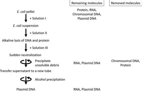 Plasmid Purification | IntechOpen