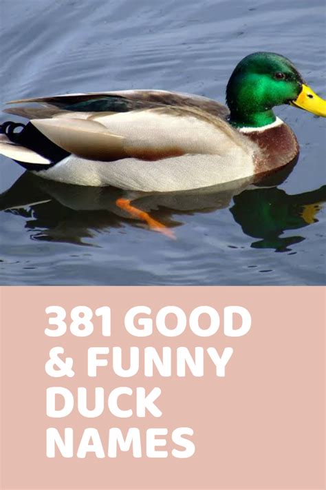 381 Good & Funny Duck Names | Funny duck names, Funny duck, Pet ducks