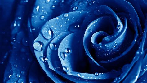 Blue Flowers Wallpapers Images Photos Pictures Backgrounds