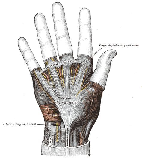 Palmar aponeurosis - Wikipedia