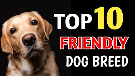 10 FRIENDLY DOG BREEDS / Pleasant canine breeds - PetsBlogLive