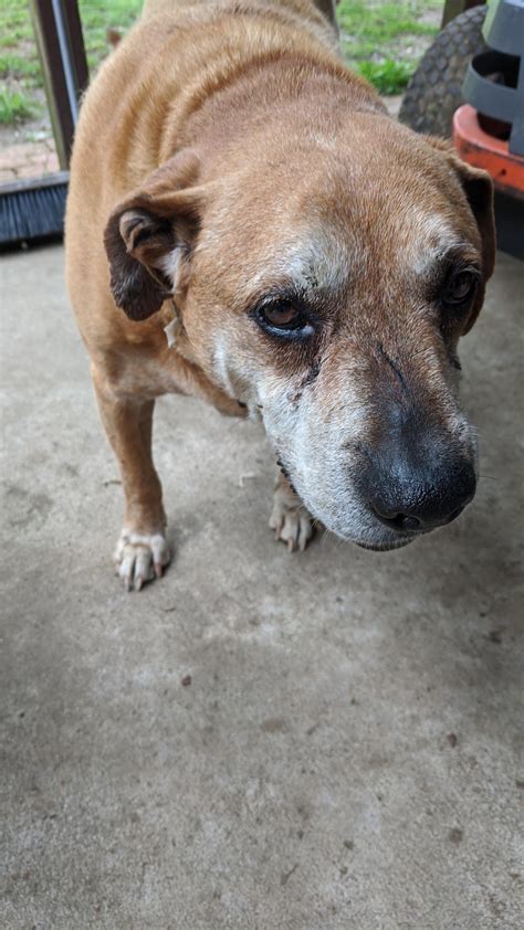 This is Red, Red is about 15 yrs old and is a pitbull mix say hi : aww