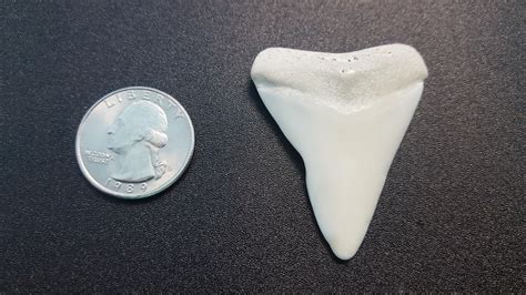 Great White shark tooth found beach combing in Northern California : r ...