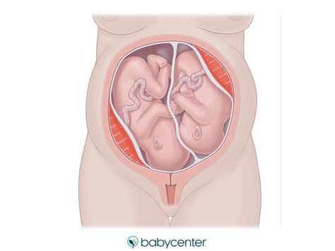 Fetal Growth Chart Twins: A Visual Reference of Charts | Chart Master