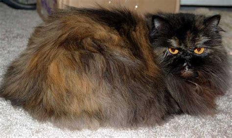 The Persian Cat Breed