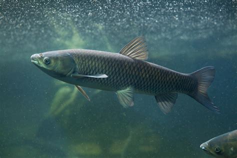 Grass Carp Egg Discovery Could Be Bad News for Ohio's Wetlands | WKSU