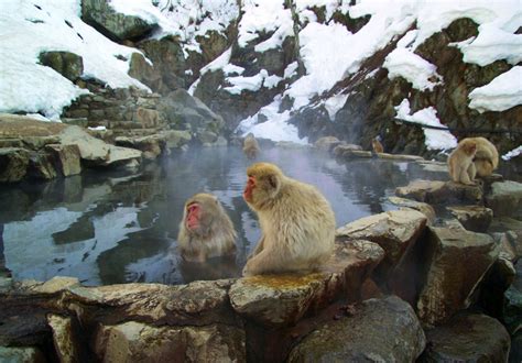 Study: Japanese Macaques Bathe in Hot Springs to Reduce Cold-Climate ...