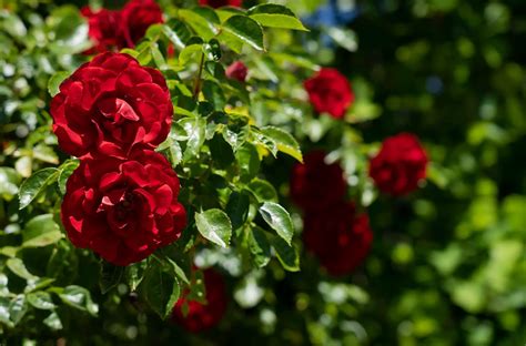 How to Grow and Care or Fragrant Climbing Roses in Your Garden | Pansy ...