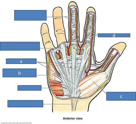 Print Anatomy Block III- Wrist and Hand flashcards | Easy Notecards