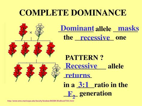 PPT - Exploring Mendelian Genetics 11-3 PowerPoint Presentation, free ...