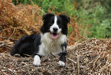 English Shepherd: The Complete Dog Breed Guide | All Things Dogs