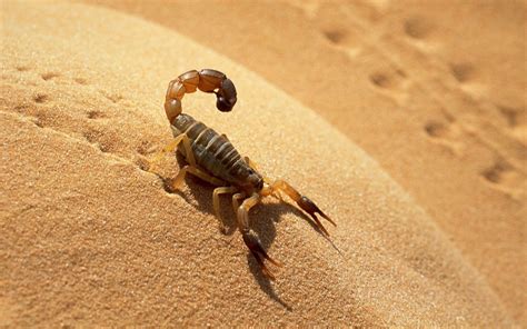 Black Scorpion HD Wallpapers - HD Wallpapers Blog