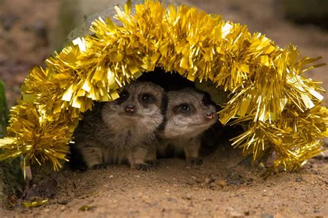 IN PICTURES: Knowsley Safari park animals get gifts from Santa - Liverpool Echo