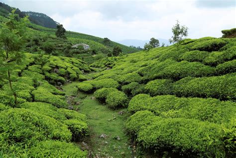 Tea Garden in Kerala, India | Scrolller