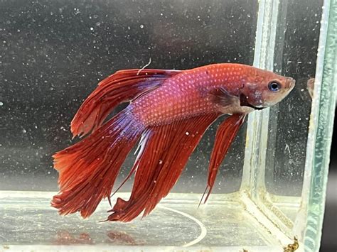 Betta Fish Black Gills – How To Tell When There’s a Problem