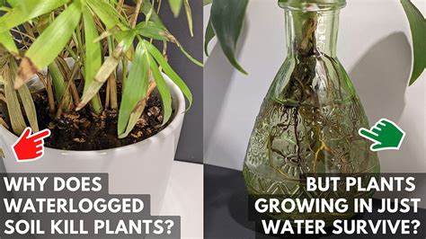 Why Do Plants Die In Waterlogged Soil - PELAJARAN