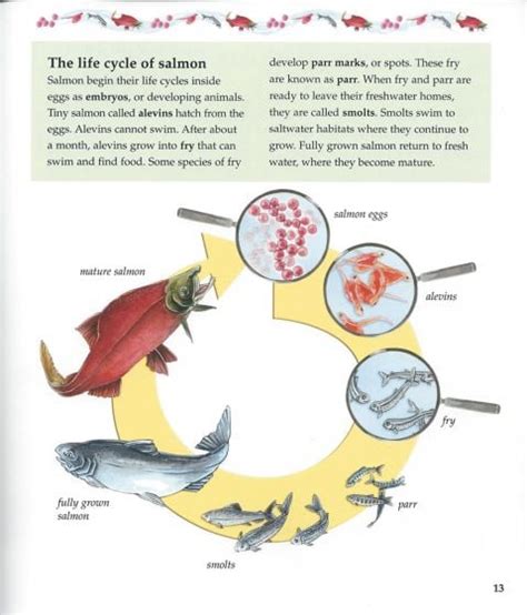 Life Cycle of a Salmon