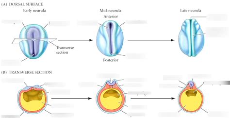 Frog Neural Plate