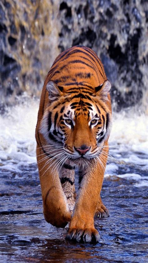 Tiger iPhone Wallpapers - Top Free Tiger iPhone Backgrounds ...