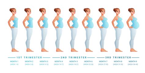 Stages of pregnancy by months vector illustration 3489678 Vector Art at Vecteezy