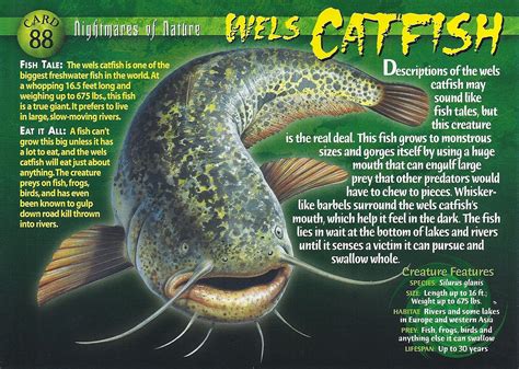 Wels Catfish - Wierd N'wild Creatures Wiki