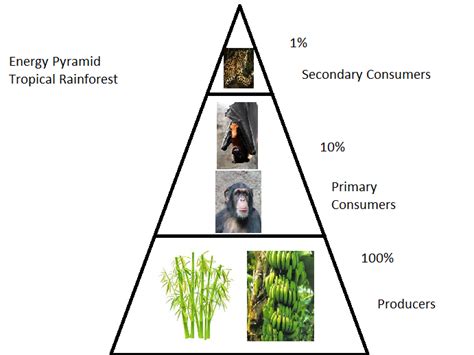 Consumers - Tropical Rain Forest