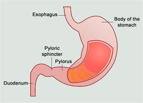 Why the Stomach Sphincter Plays an Important Role in LPR