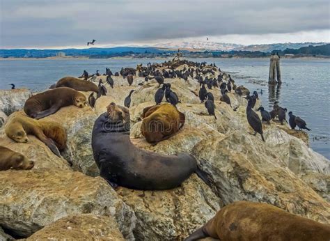 Monterey Bay, CA USA - Fisherman`s Wharf Sea Lions Stock Image - Image of wharf, highway: 112993347