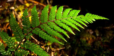 Are Fractal Patterns in Nature and Art Aesthetically Pleasing and Stress-Reducing?