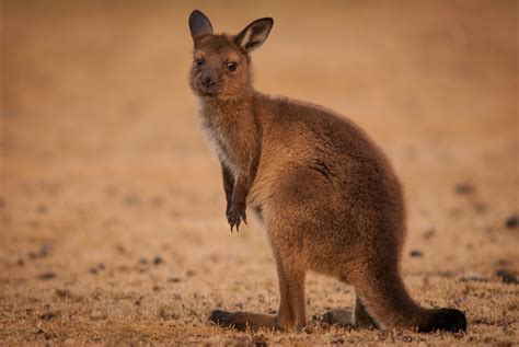 Kangaroo Island Kangaroo | Sean Crane Photography