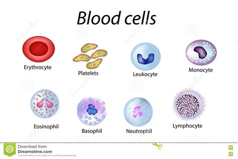 Anatomy Of Red Blood Cells - Anatomy Reading Source