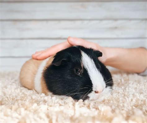 Everything To Know About Guinea Pig Sleeping Habits - More Guinea Pigs