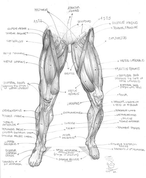 Drawing Anatomy Legs