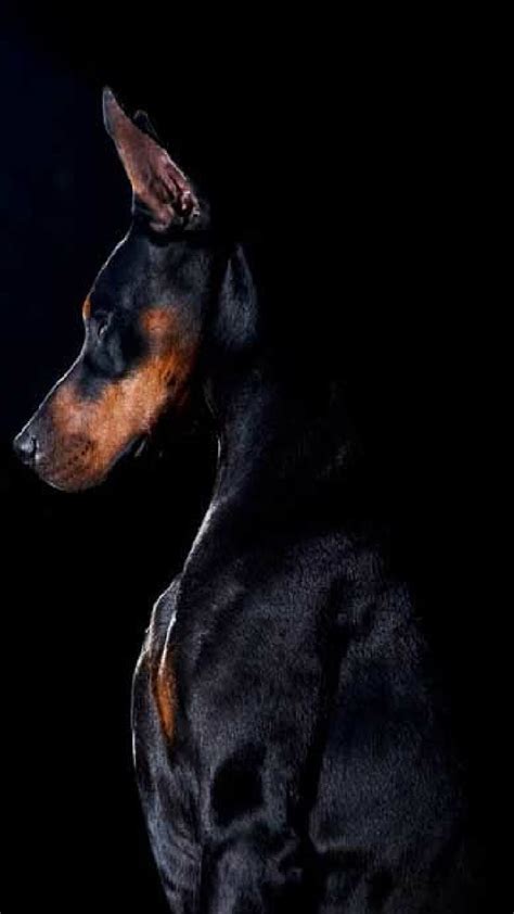 Are Doberman Pinscher Puppies Lazy