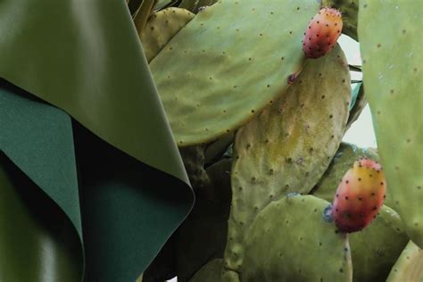 Cactus Leather Is Cool! But Is It Sustainable? - The Eco Hub