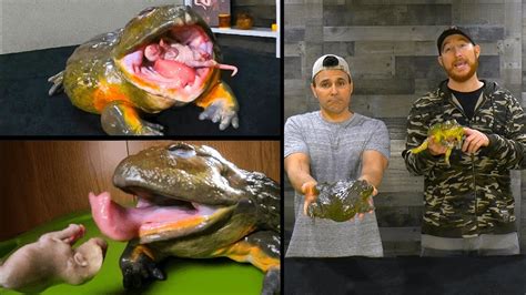 Coolest pet frog? FEEDING OUR GIANT AFRICAN BULLFROGS!!! - YouTube