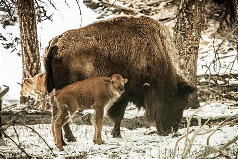 Baby American Bison And Its Mother Photograph by Tim Martin - Fine Art ...