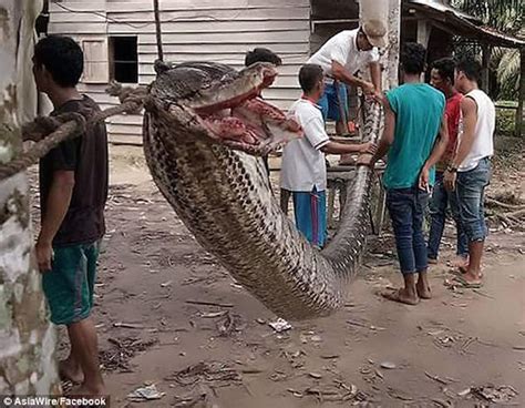 25ft giant python attacks man before being eaten by villagers (PHOTOS)