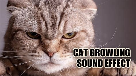 Cat Growling Sound Effect 😺 Cat Sounds - YouTube