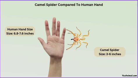 Camel Spider Size Explained & Compared With Other Spiders