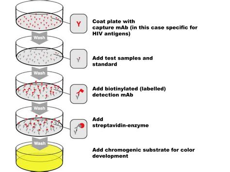 PPT - MOLECULAR ASSAYS FOR GENETIC TESTING PowerPoint Presentation, free download - ID:5980262