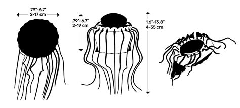 Atolla Jellyfish (Atolla wyvillei) Dimensions & Drawings | Dimensions.com