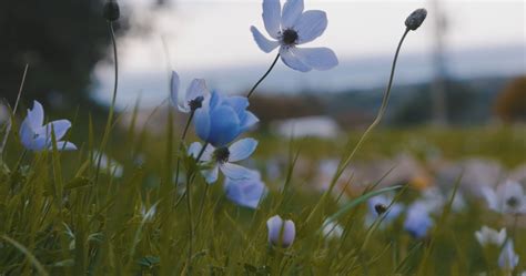 Flowers Swaying with the Wind · Free Stock Video