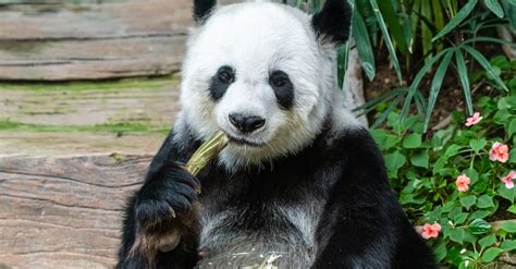 Panda Bear Eating · Free Stock Photo