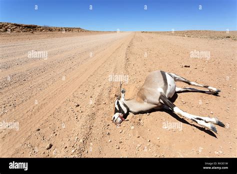 Dead animal desert hi-res stock photography and images - Alamy