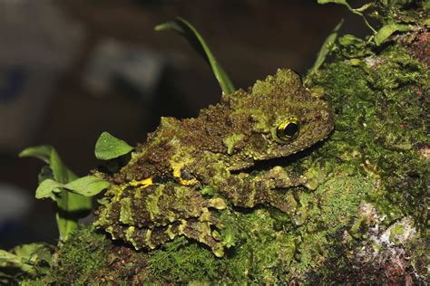 New Species of Mossy Frog Discovered in Vietnam | Sci.News