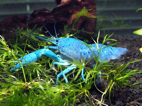 Aquatic Arts 1 Juvenile Electric Blue Crayfish | Live Freshwater ...