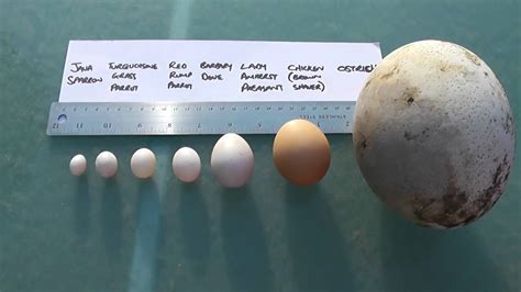 Kiwi Bird Egg Size Comparison