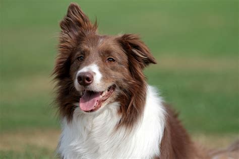 Unique Catchy Names For Your Border Collie Dog